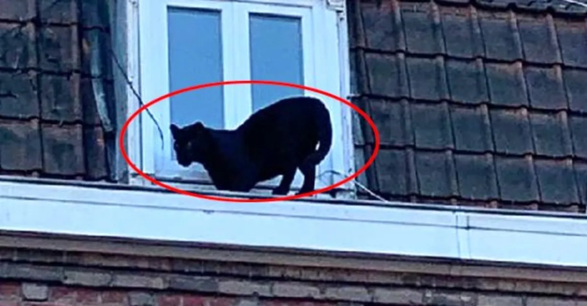 Çatı katında panter şoku! Görenler şaşkına döndü...