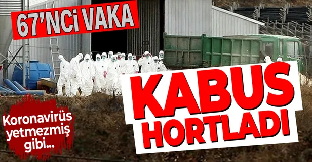 Eski kabus geri döndü: Güney Kore'de 67'nci kuş gribi vakası tespit edildi