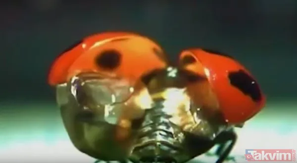 Ardından Ekibin Sekreterinden Tırnaklara Sürülen Fotopolimer Kullanılması Tavsiyesi Geldi. Bu Tavsiye Üzerine Üretilen Alt Kanat, Araştırmacılara Uğur Böceğinin...