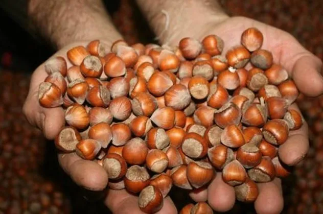 Son dakika: Fındık fiyatları açıklandı! Fındık fiyatı kilogramı ne kadar oldu?