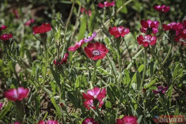 Dünyada sadece Ankara Gölbaşı'nda yetişiyor! 'Sevgi çiçeği' özel koruma altında - 9