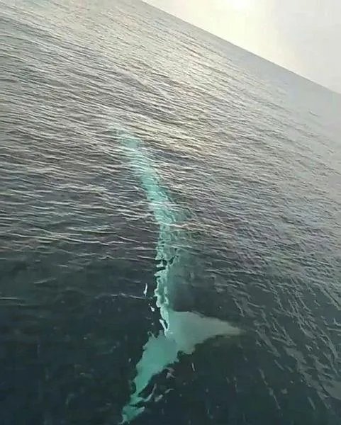 tam-15-metre-akdenizde-balikcilar-oluklu-balinayi-kayda-aldi-1612821638022.jpeg Tam 15 metre! Akdeniz'de balıkçılar oluklu balinayı kayda aldı-4