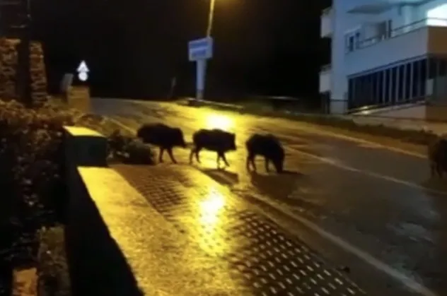 Aç kalan domuzlar şehre indi
