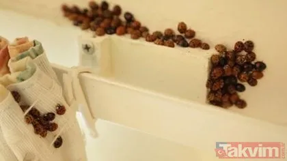 İngiltere uğur böceği istilasına uğradı! Uğur böcekleri cinsel yolla bulaşan hastalık taşıyor