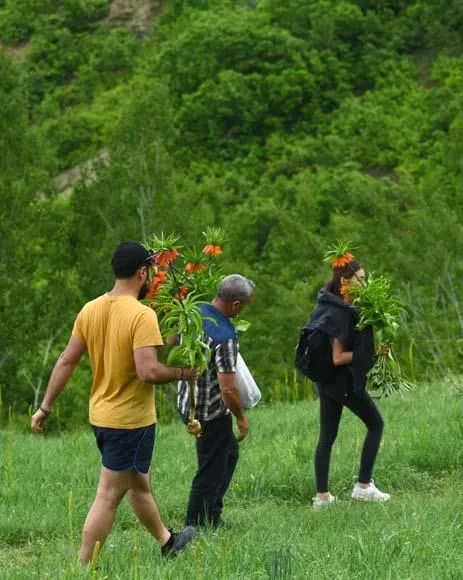 Tunceli Ovacık'ta ters laleleri soğanlarıyla birlikte koparan şahıslara 180 bin TL para cezası verildi-4