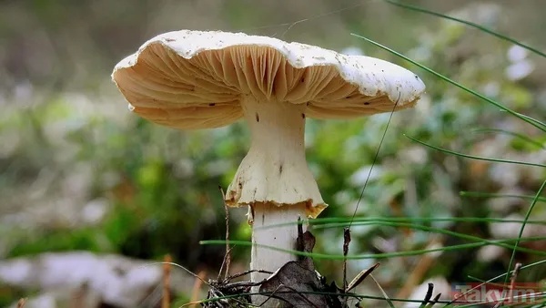 Yağmurla ortaya çıktı kilosu 500 TL’ye satışta! Köylünün altın değerindeki geçim kaynağı şifa saçıyor - 10