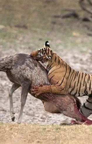 Vahşi hayattan ürküten kareler!