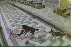 Esnafın besleyip büyüttüğü kediyi başıboş köpekler parçaladı