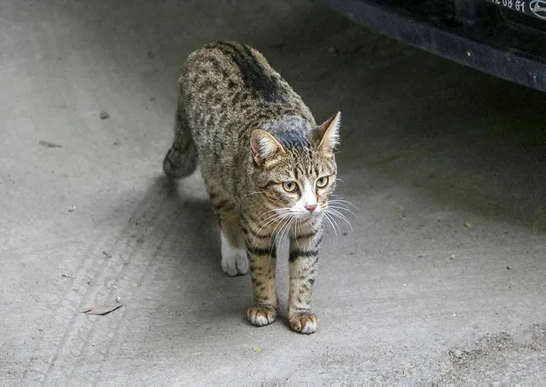 SON DAKİKA: Ankara'da kan donduran olay: 20 kediye ötanazi-2