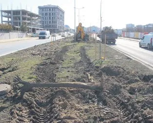 Bir ağaç katliamı da Tekirdağ’da