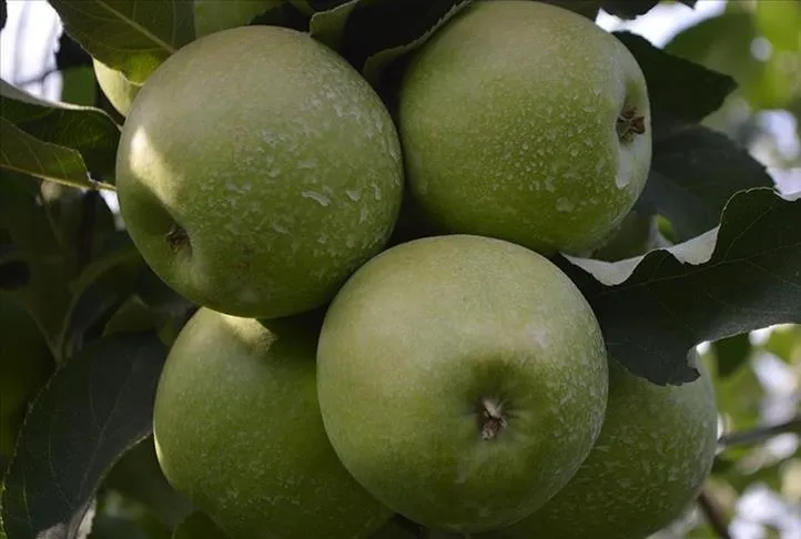Yeşil elma gençleştirir