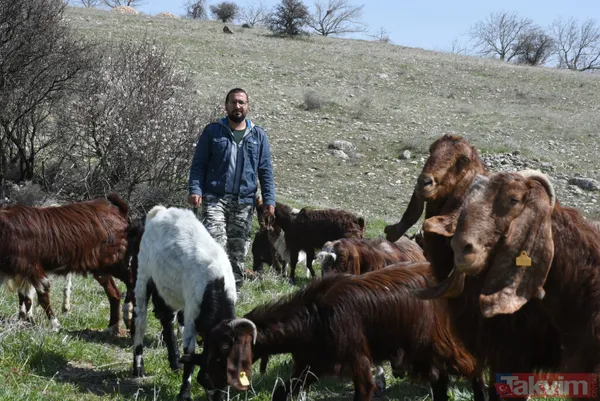 Müteahhitliği bıraktı! Keçi çiftliği kurdu! Süt siparişlerine yetişemiyor - 1