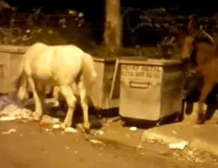 Büyükada’da çöpten yemek yiyen atların görüntüsü yürek sızlattı!