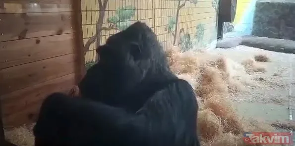 Buğday değil ölüm tarlası! Askerleri öldürüp servis ettiler! Rusya-Ukrayna savaşında çarpıcı kareler... - 33