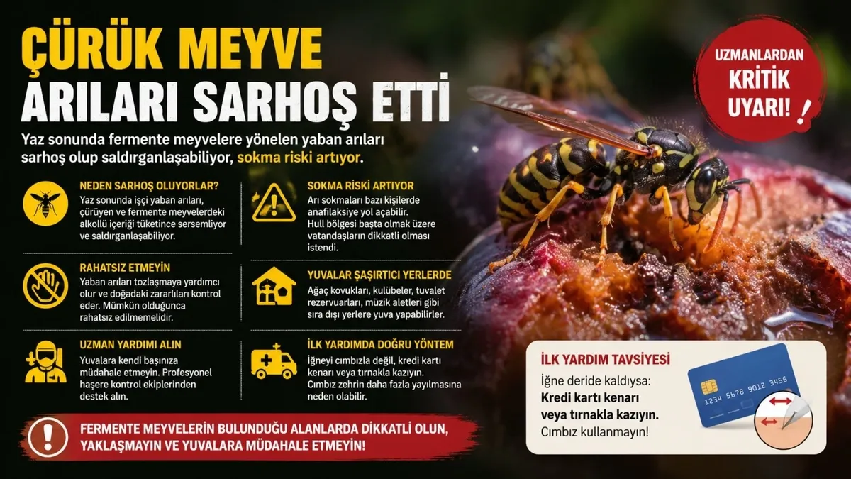 curuyen-meyveleri-yiyen-arilar-sarhos-oldu-sokma-riski-artiyor-1787916039411.jpg Çürüyen meyveleri yiyen arılar sarhoş oldu: Saldırganlaşıp sokma riski artabilir-2