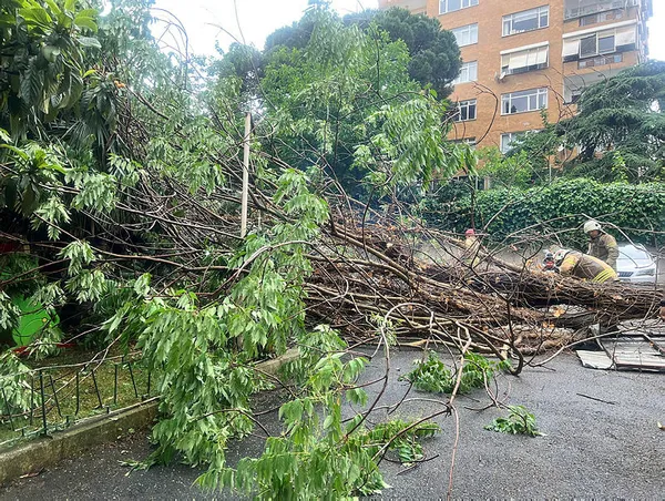 1655024797429.jpg Kadıköy'de facia ucuz atlatıldı! 2 ağaç yol ortasına devrildi-1