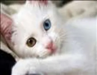 Görülmeye Değer Fotoğraflar - 1