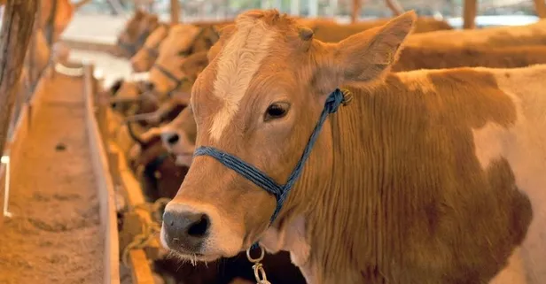 Kurban Bayramı tarihi ne zaman? 2019 Kurban Bayramı tatili kaç gün olacak? Diyanet takvimi!