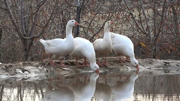 Maliye’den emekli oldu bu işe girdi! Paraya para demiyor-7