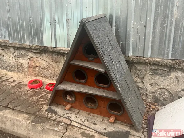 Kadıköy'de kedi katliamı! Toplu ölümler mahalleliyi ayağa kaldırdı - 5