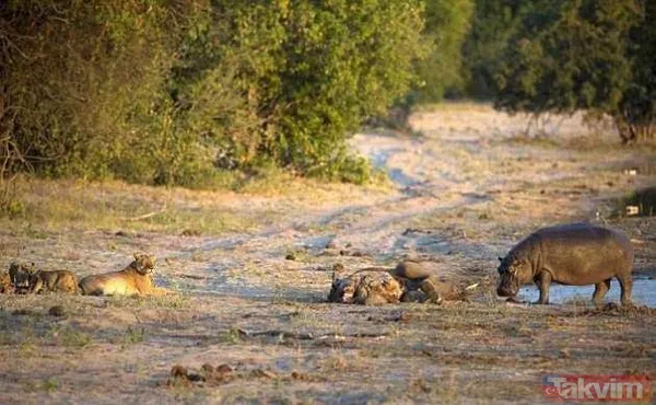 Yılan evcil köpeğe saldırdı! Dehşet dolu anlar... - 16