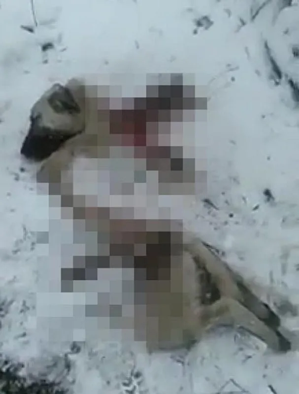 Liselinin öldüğü ilçede, bu kez köpekler saldırdıkları köpeği parçalayıp yedi-1