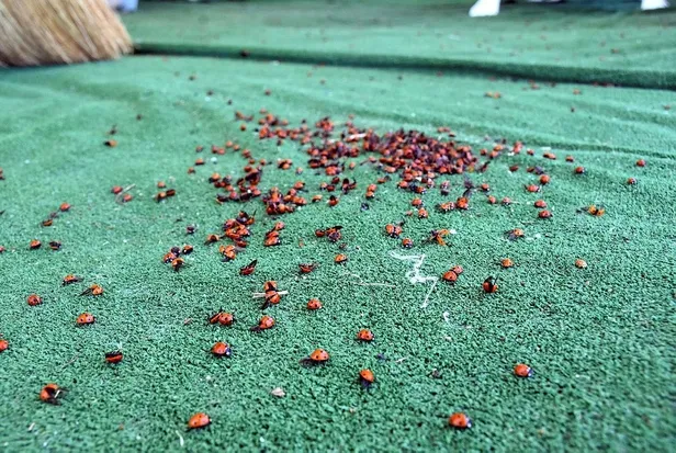 Saros Körfezi'nde uğur böceği istilası! Tatilcileri ısırıyorlar-3