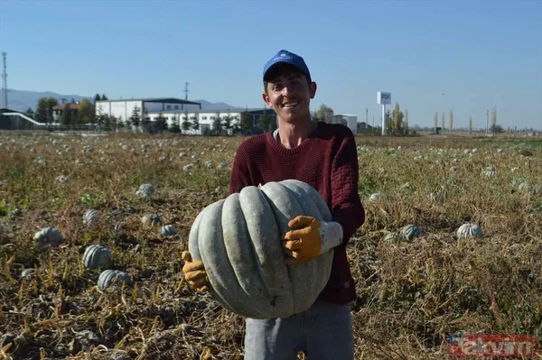 100 milyon lira gelir! Afyonkarahisar'da bal kabağında 50 bin ton rekolte bekleniyor - 14