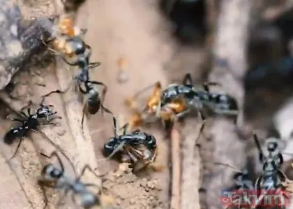 Bilim insanlarının bile ağzı açık kaldı! Karıncaların bu görüntüsü şaşkınlık yarattı
