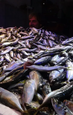 Hamsi neden göç ediyor? Hamsi firarda: Bu sefer sıcaktan değil...