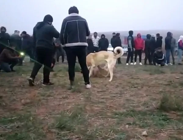 kirikkalede-kopek-dovusturenlere-safak-vakti-operasyonu-25-gozalti-1636696078133.jpg Kırıkkale'de köpek dövüştürenlere şafak vakti operasyonu: 25 gözaltı-4