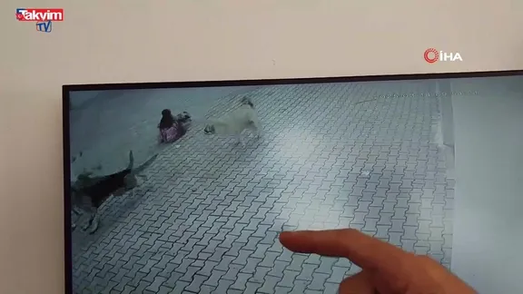 Sivas’ta dehşet anları! Sokak köpekleri küçük kıza saldırdı: O anlar kamerada