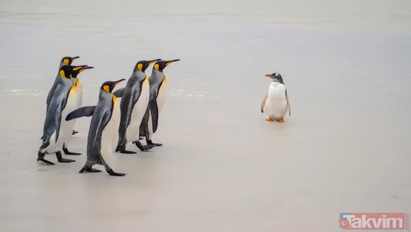 Son bakışı herkesi hüngür hüngür ağlattı! İşte başına buyruk nihilist penguenin hikayesi - 2