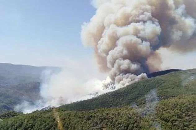 Son dakika haberi: Muğla Milas'ta orman yangını!