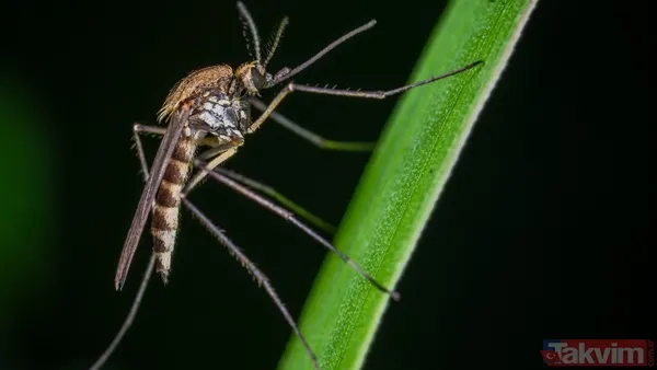 Doğanın dengesi değişiyor! Bilim insanları şaşkın: Bu ülkede ilk kez sivrisinek görüldü - 5