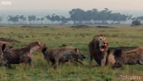 Cesur aslan onlarca sırtlanın arasında girdi! Vahşi doğada şoke eden kare! Sonrasında ise kaçınılmaz ölüm - 33