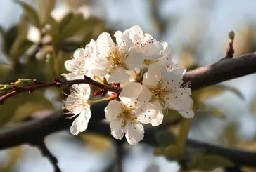2025 ilkbahar ekinoksu hangi gün, ne zaman başlıyor? Bahar ekinoksu nedir?