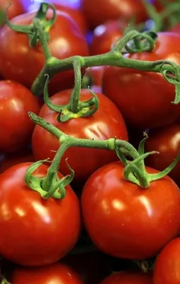 Domatesin rotası Rusya