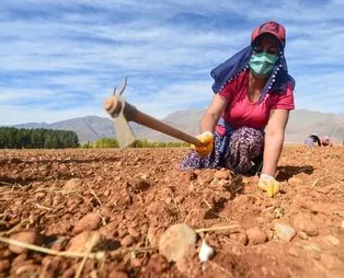 Tunceli'de coğrafi işaret alan "dağ sarımsağı" artık tarlada yetiştirilecek ve bölge halkına istihdam sağlayacak