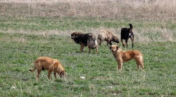 istanbulda-basibos-pitbull-dehseti-yasli-adamin-ayagini-parcaladi-sokak-kan-golune-dondu-1692984266158.jpeg İstanbul'da başıboş pitbull dehşeti! Yaşlı adamın ayağını parçaladı: Sokak kan gölüne döndü-10