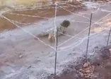 DEAŞ'tan çocuklara silah eğitimi kamerada