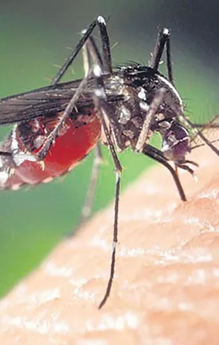 CHP'li İBB hizmette sınıfta kaldı! Mega kenti sivrisinekler bastı...