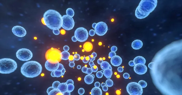 Japonya'da et yiyen bakteri vakaları artıyor! Belirtiler arasında yüksek ateş var! 48 saate dikkat