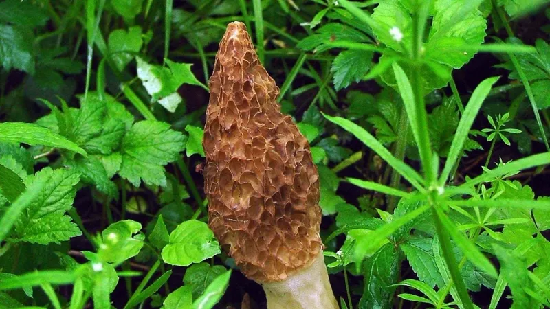 altin-degerinde-mantar-antalyada-kuzugobegi-2-bin-tlye-satiliyor-1774685491283.jpg Altın değerinde mantar: Antalya’da kuzugöbeği 2 bin TL’ye satılıyor-6