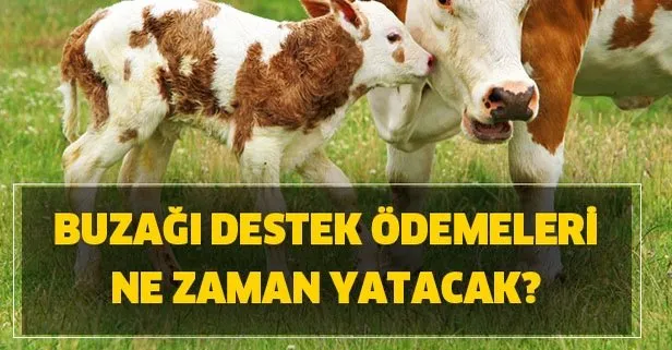2019 Buzagi Destekleri Ne Zaman Odenecek Buzagi Destekleri Ne Kadar Olacak Takvim
