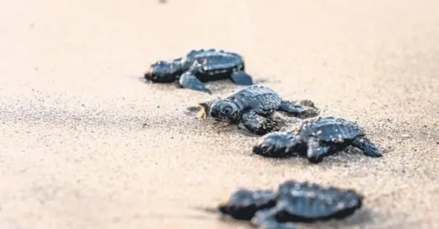 Denize bırakılan caretta carettalar binlerce kilometre yol yaptı