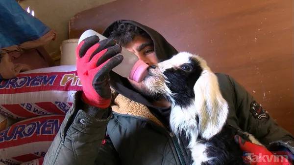 Dondurucu soğukla mücadele! Kuzulara soba başında biberonla bakıyorlar - 9