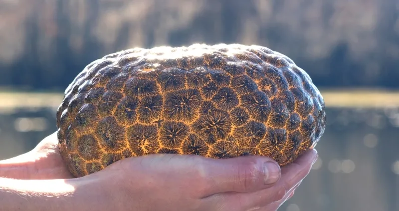 Nehirde uzaylı yumurtası alarmı: Gizemli turuncu koloniler hızla yayılıyor-2