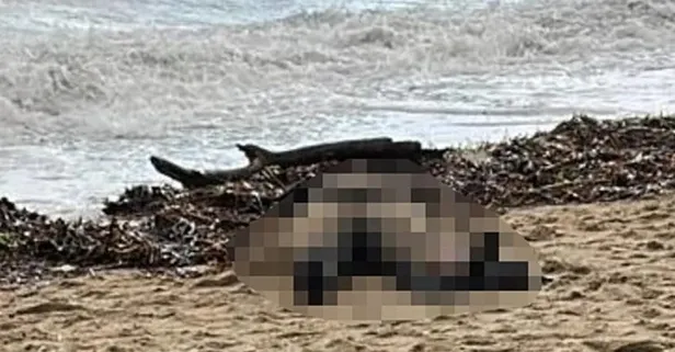 Ayvalık’ta sahilde kadın cesedi! Göçmen ihtimali üzerinde duruluyor