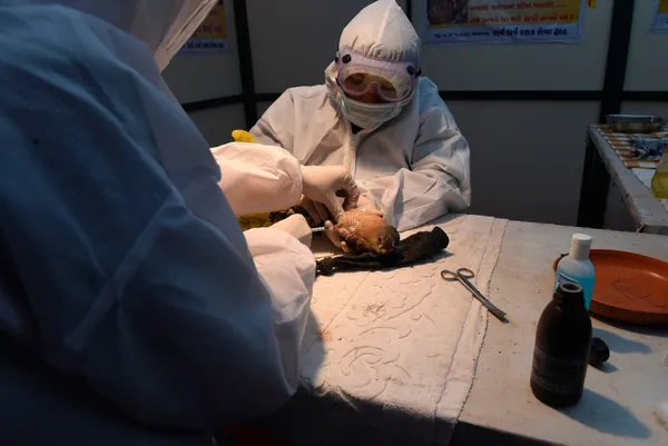 koronavirus-mutasyona-ugramis-koronavirus-derken-simdi-de-kus-gribi-japonyada-58-milyon-kumes-hayvani-itlaf-edildi-1610958290709.jpg Koronavirüs ve mutasyona uğramış koronavirüs derken şimdi de kuş gribi! Japonya'da 5.8 milyon kümes hayvanı itlaf edildi-7